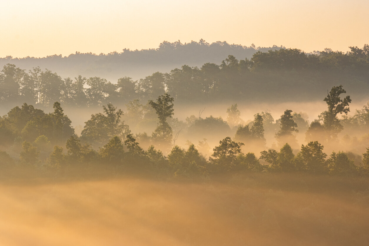 a foggy landscape due to the dew point being close to the actual temperature