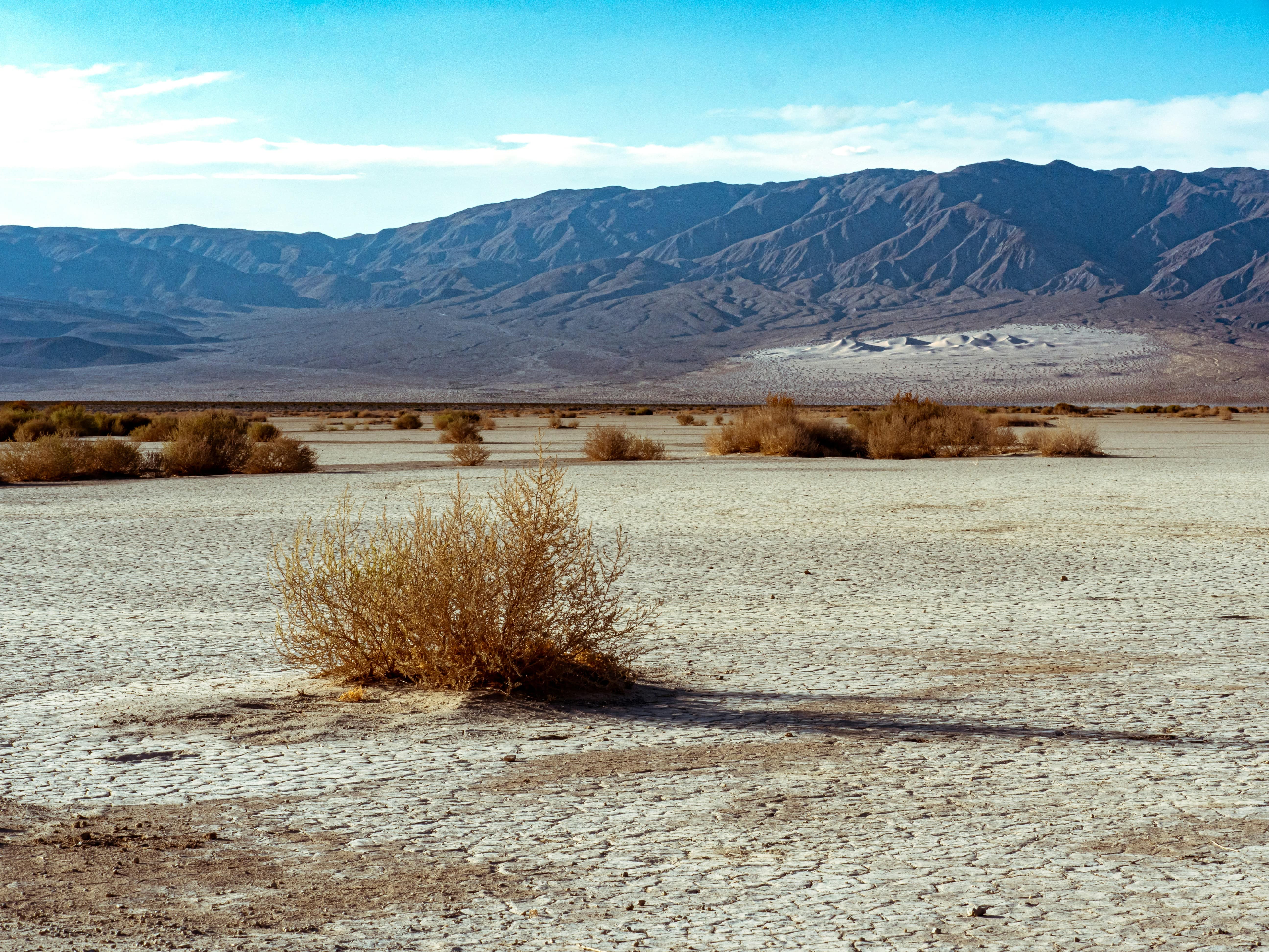 a tumbleweed in the hottest place on earth, death valley