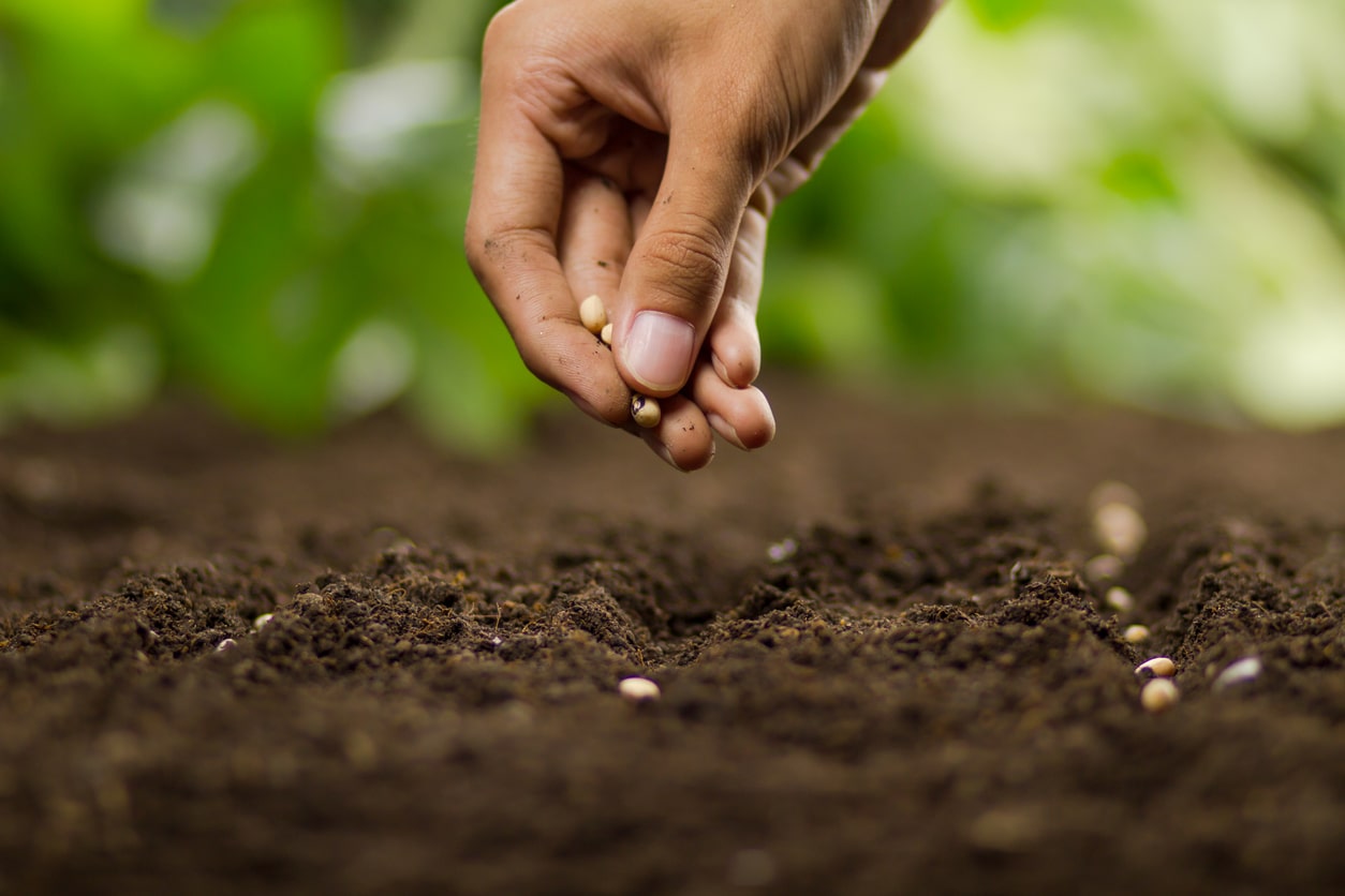 a gardener planting seeds before it rains