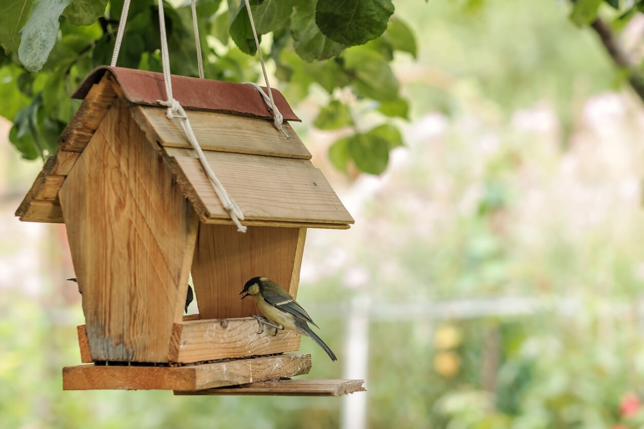 a bird eating bird seed at a hopper bird feeder