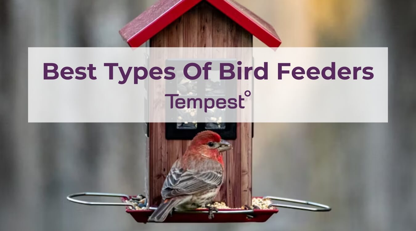 a red and gray bird at a red hopper bird feeder