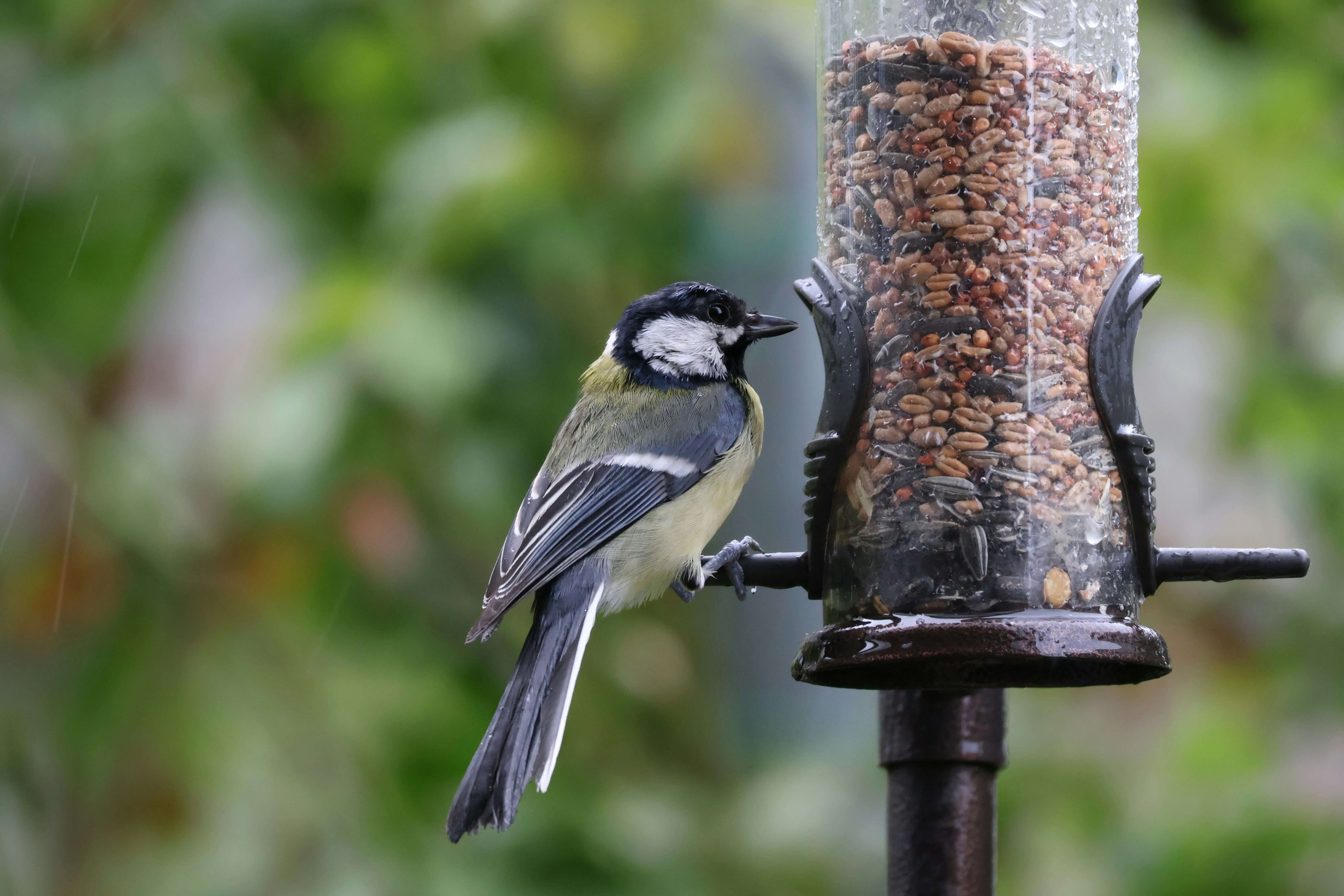 a bird eating bird seeds out of a tube bird feeder