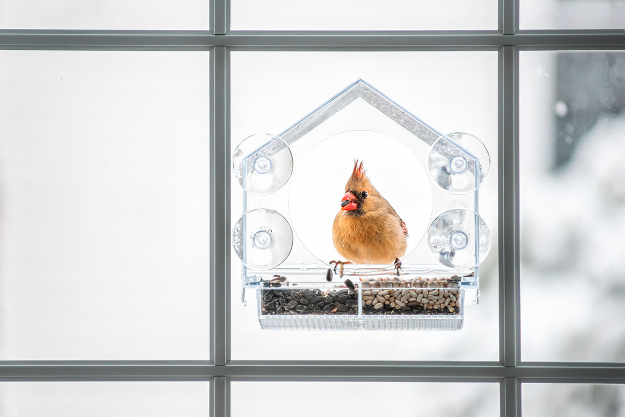 a yellow bird perched on a window bird feeder